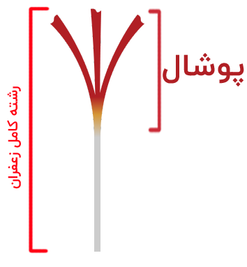 زعفران پوشال