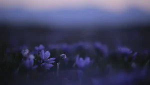خواص زعفران