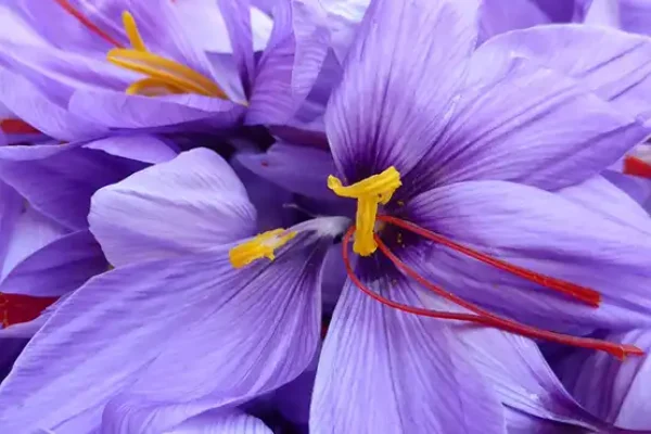 saffron-types